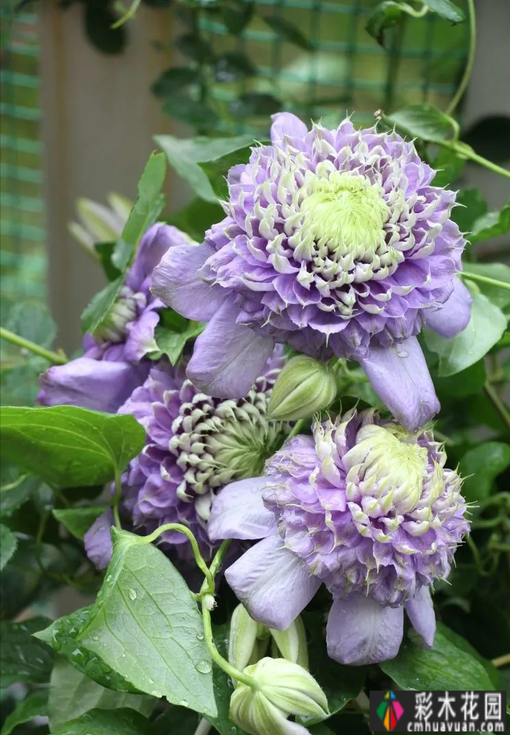 一楼90㎡的小院“造花园”，闹市区有个院子种花种菜，好开心
