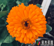 <b>庭院设计中如何控制万寿菊的花期
</b>