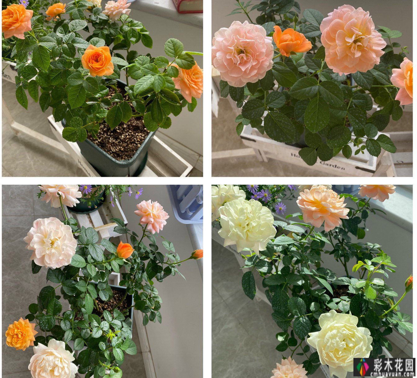 封闭式阳台“made 花园”，推荐10款开花机，让你的阳台一年四季都有花。