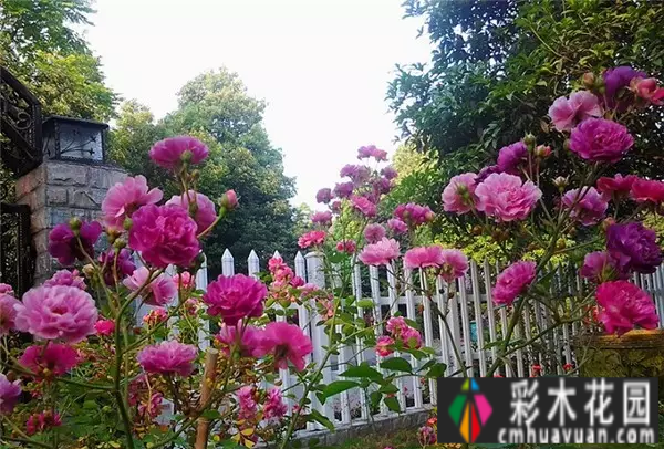 四年前，我买了一个属于自己的院子。看我怎么把它转化成花园