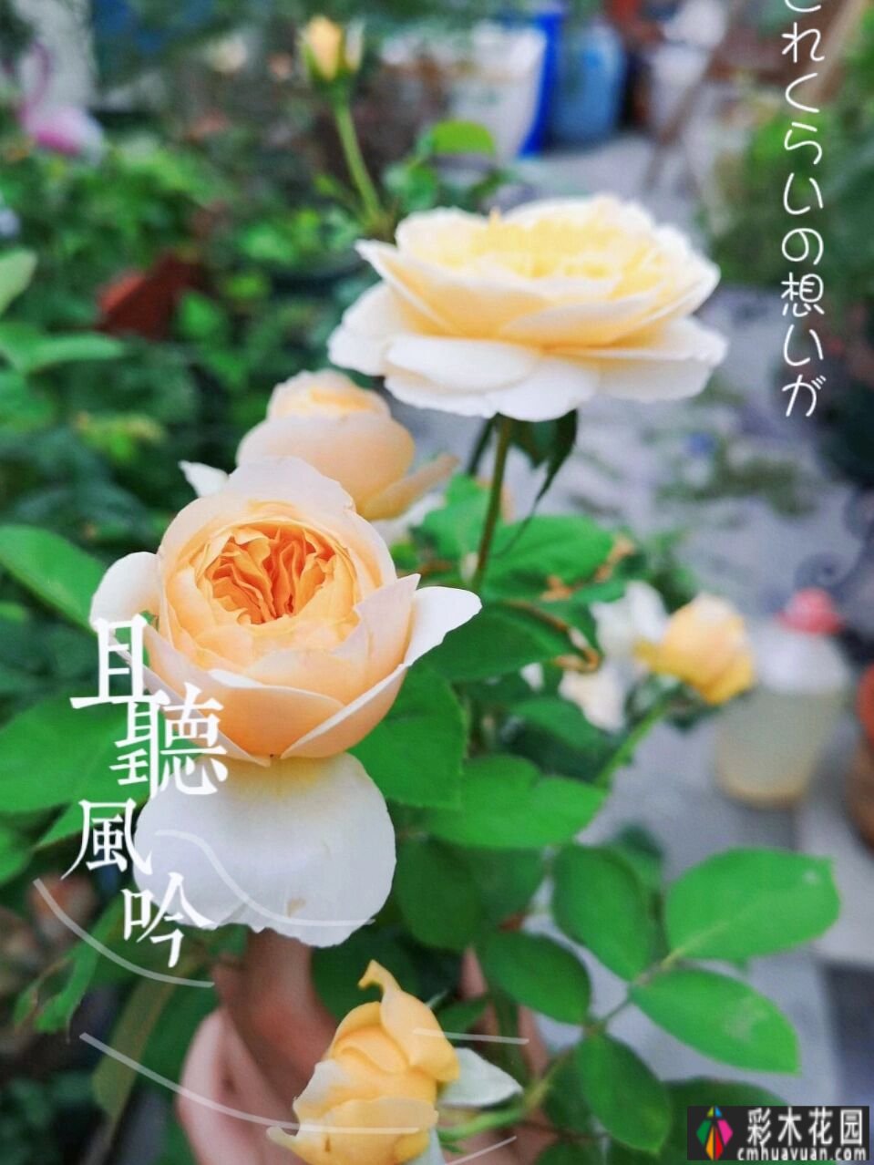 50㎡露台花园布局，分享露台改造避坑指南，希望能给你一些启发。