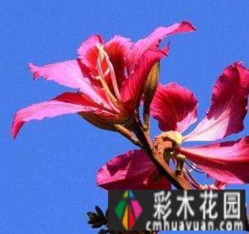 别墅 花园设计